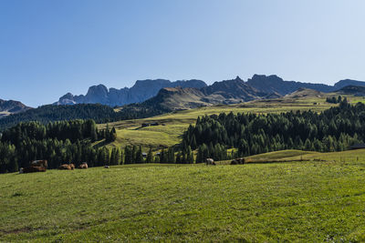 Scenic view of field against clear sky