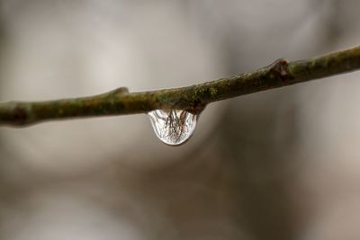 Close-up of raindrops on branch