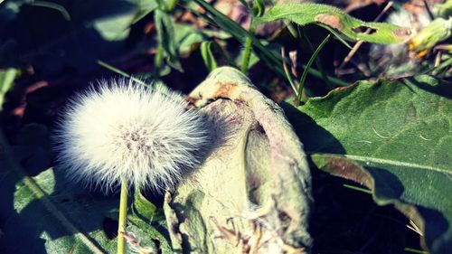 High angle view of dandelion on field