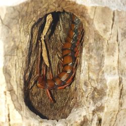 Close-up of insect on tree trunk
