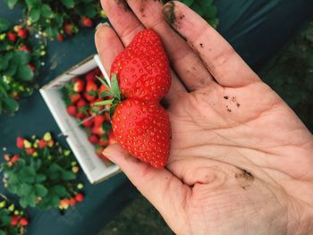 Close-up of hand holding strawberries