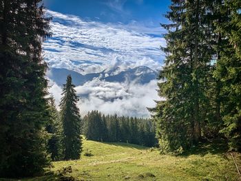 Scenic view of pine trees against sky