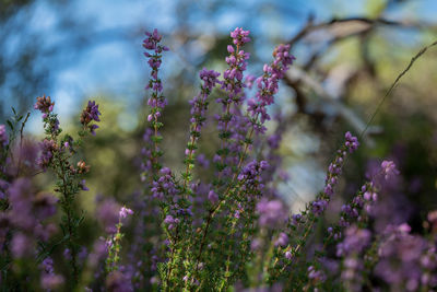 Close-up of purple flowering plants on field