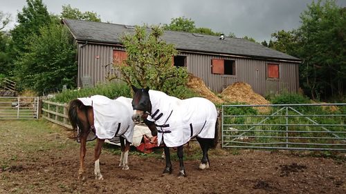 View of horse in ranch of building