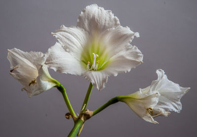 Close-up of white flower