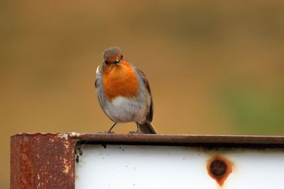 Close-up of bird perching outdoors