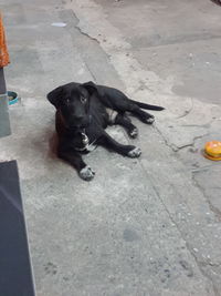 High angle view of dog relaxing on footpath