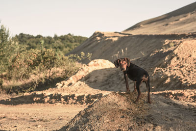 Dog standing on a land