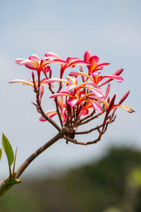 Close-up of flowers blooming against sky