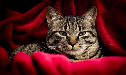 Close-up portrait of cat