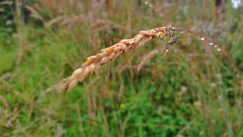 Close-up of wheat