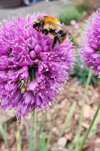 Close-up of bee pollinating on purple flower