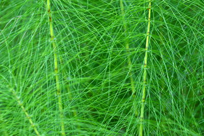 Full frame shot of fresh green grass