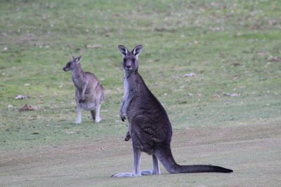 View of two horses on field