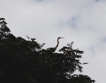 Low angle view of gray heron perching on tree against sky