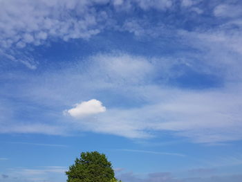 Low angle view of trees against blue sky