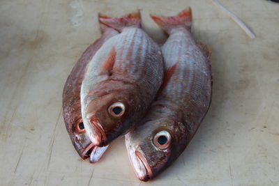 High angle view of fish in container