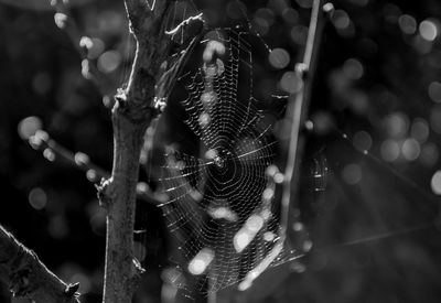 Close-up of wet spider web