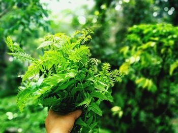 Close-up of hand holding fern leaves