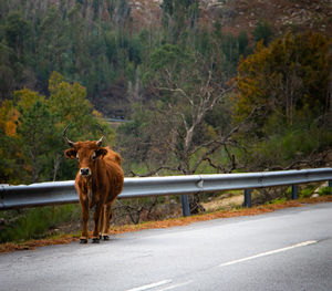 Portrait of a dog on road in forest