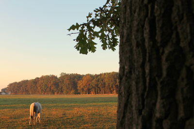 View of a tree on field