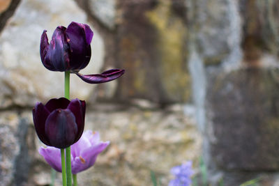Close-up of purple tulip blooming outdoors