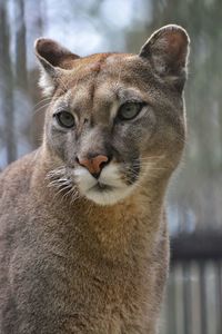 Portrait of cougar