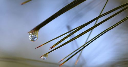 Close-up of plant against blurred background