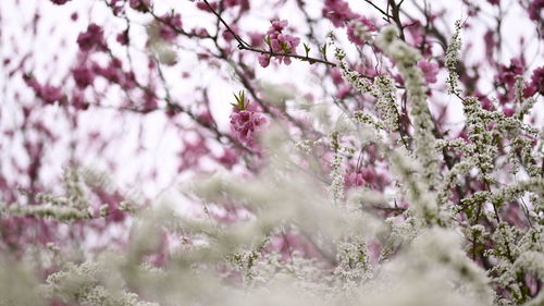Close-up of cherry blossoms in spring