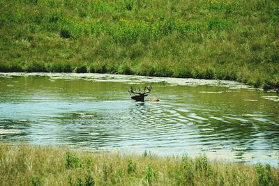 Ducks swimming in lake