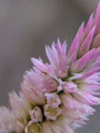 Close-up of pink flower