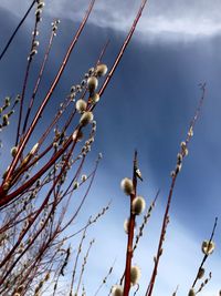 Low angle view of plant against sky