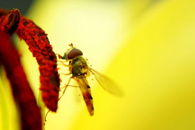 Close-up of bee pollinating on flower