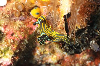 Close-up of nudibranch swimming by coral undersea