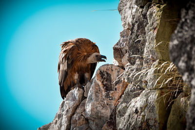 Low angle view of bird on rock against sky