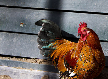 Close-up of rooster