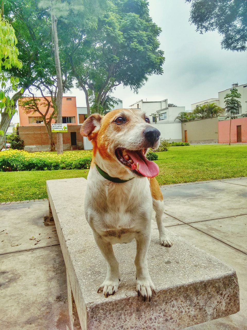 one animal, domestic animals, animal themes, pets, dog, mammal, building exterior, looking away, sky, sitting, built structure, portrait, tree, sticking out tongue, outdoors, day, front view, pet collar, architecture