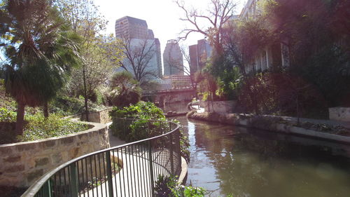 Reflection of trees in water