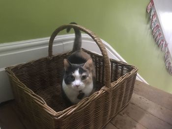 Portrait of a dog in basket