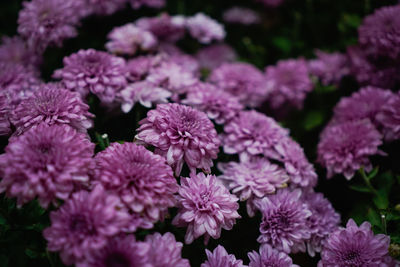 Close-up of pink flowers