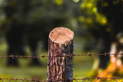 Close-up of barbed wire on wooden fence