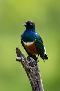 Close-up of bird perching on tree