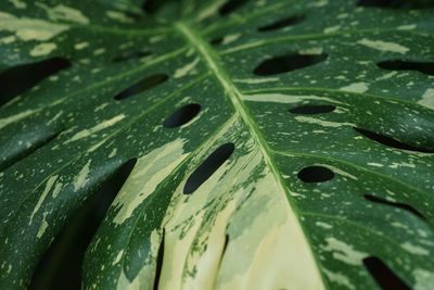 Close-up of raindrops on tropical monstera variegata leaves