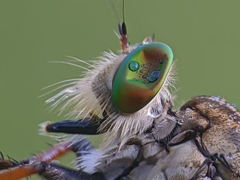 Close-up of insect