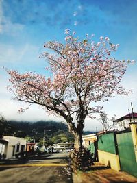 Cherry blossom tree by road against sky