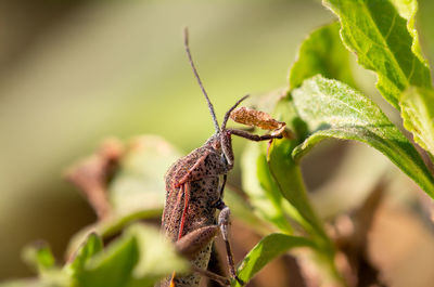 Close-up of insect on plant