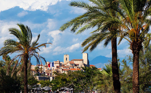 Palm trees and plants against sky