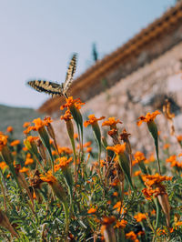 Close-up of orange flowering plant against sky