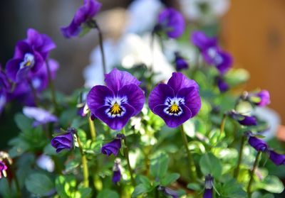 Close-up of purple flowering plants