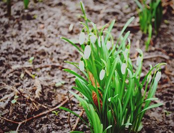 Close-up of fresh green plant in field